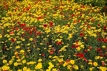 Flowers, Poppies, Summer, Blue Cornflowers, Polyana, Glade, Mood HD wallpaper