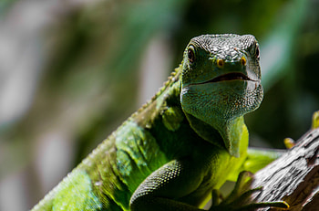 Animals, Muzzle, Lizard, Reptile, Scale, Scales HD wallpaper
