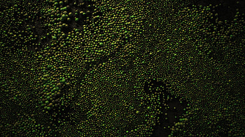 Emerald Cellular Tapestry —, green, texture, biology HD wallpaper