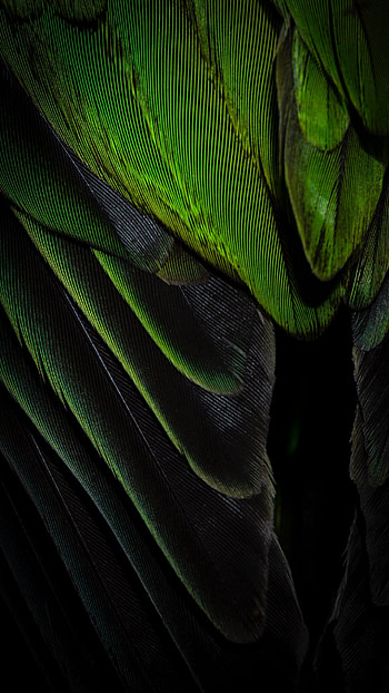 green, graphy, feather HD phone wallpaper