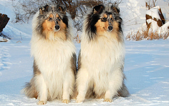 Animals, Dogs, Snow, Sit, Couple, Pair HD wallpaper