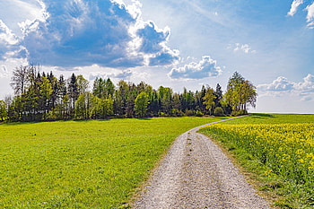 Nature, Trees, Grass, Road, Path HD wallpaper