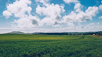 Green grass field, Blue sky, Daytime bliss HD wallpaper