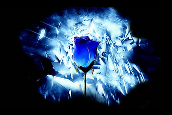 Blue Rose, digital, abstract, art, beauty HD wallpaper