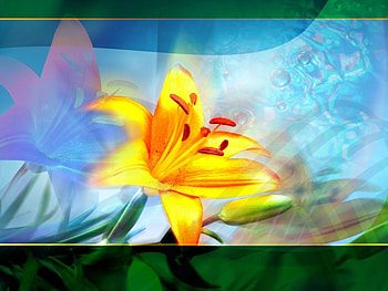 Golden Lily, art, flower, lily HD wallpaper