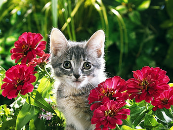Animals, Plants, Cats, Flowers HD wallpaper
