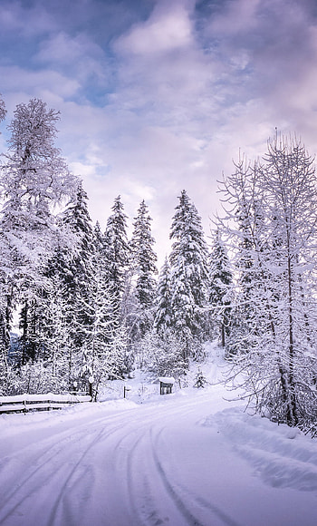 Winter road, Snowy trees, White beauty, Serene landscapes HD phone wallpaper