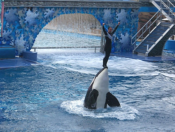 Orca Playing, fish, water, animals, intertainment HD wallpaper