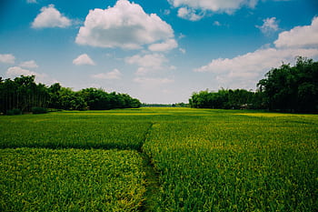 A vast green farmland stretching under a bright blue sky with fluffy clouds. HD wallpaper