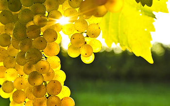 Plants, Fruits HD wallpaper