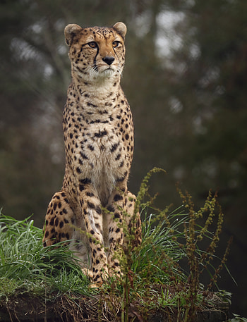 Animals, Grass, Cheetah, Spotty, Spotted, Big Cat HD phone wallpaper