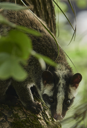 Asian Palm Civet, Masked Palm Civet, Paguma larvata, Inaturalist Canada HD phone wallpaper