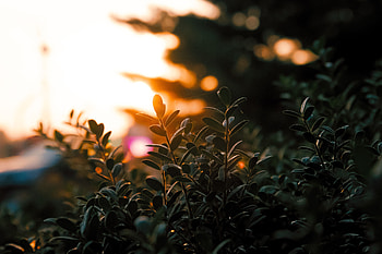 Leaves, Plant, Macro, Shine, Light, Blur, Smooth, Branches HD wallpaper