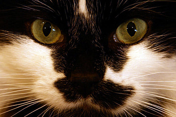 cat face, eyes, face, cat, green HD wallpaper