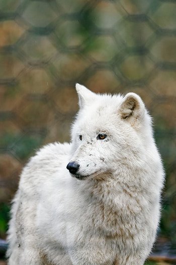Arctic Wolf, Polarwolf, Wolf Husky, Frozen wilderness HD phone wallpaper