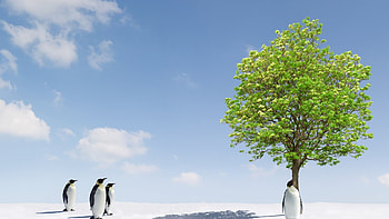 Animals, Birds, Pinguins HD wallpaper