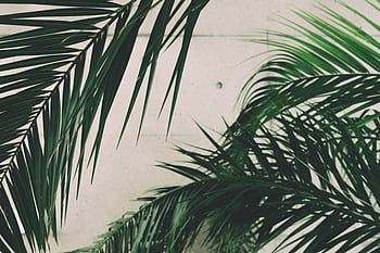 Close-up of lush palm leaves set against a minimalistic concrete wall, showcasing nature's elegance. HD wallpaper