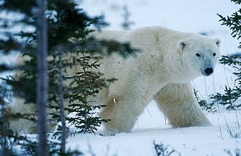 Animals, Winter, Snow, Forest, Bear, North HD wallpaper