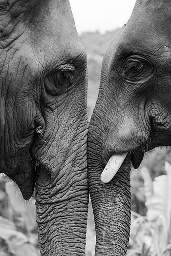 Animals, Love, Elephants, Bw, Chb HD phone wallpaper