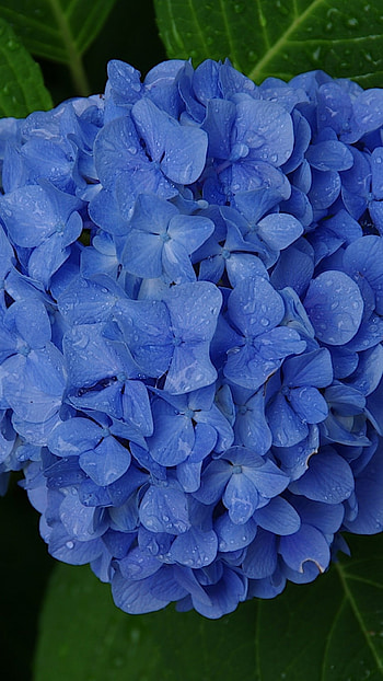 Hydrangea , Beautiful flowers, Floral charm, Nature's wonders HD phone wallpaper
