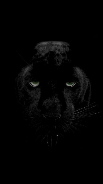 Jungle Animal, Panther , Elegance in darkness, Feline grace HD phone wallpaper