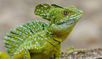 Animals, Color, Basilisk, Reptile, Crawl HD wallpaper