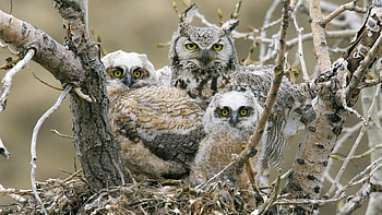 Animals, Birds, Owl, Predators, Wood, Tree, Branches HD wallpaper