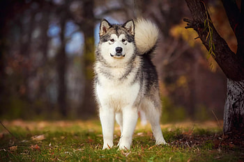 Fantastic dog breeds, Alaska's pride, Point pet, Majestic huskies HD wallpaper