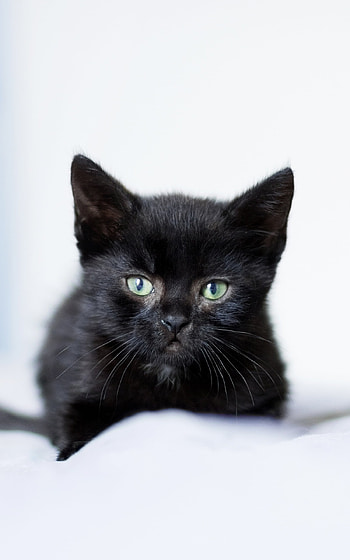 kitten, baby animal, Animal, cat HD phone wallpaper