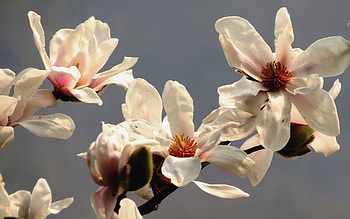 Magnolia, Latvia, white, blossoms HD wallpaper
