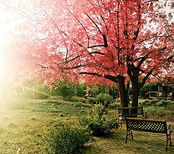 Autumn Tree, bench, graphy, beautiful, grass, tree, green, autumn, nature, forest HD wallpaper