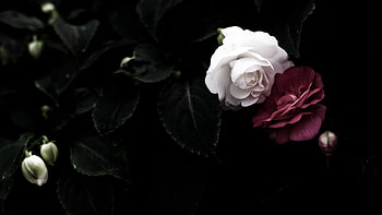 Camellia , Background , Nature's beauty, Floral treasures HD wallpaper
