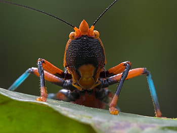 Insects HD wallpaper