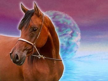 Ocean Blue, planets, arabians, nature, chestnut horses, ocean HD wallpaper