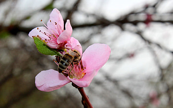 Macro, Bee, Spring, Peach HD wallpaper