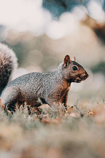 Animals, Squirrel, Grass, Brown, Wildlife, Animal HD phone wallpaper