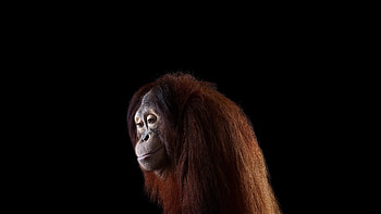 Orangutan, Graceful climbers, Mammal wonders, Nature's simplicity HD wallpaper