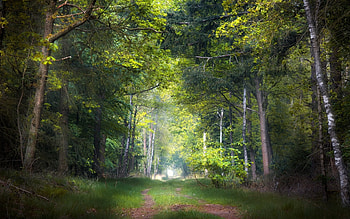 Forest Path, birches, nature, patj, forest HD wallpaper