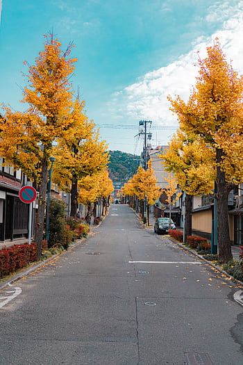 Tranquil urban road adorned with golden autumn foliage and clear skies. HD phone wallpaper