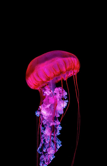 Animals, Jellyfish, Tentacles, Under Water, Underwater HD phone wallpaper