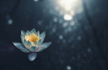 Water Lily, water-lilies, flowers HD wallpaper