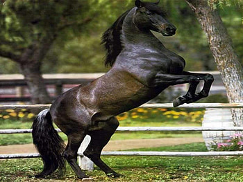 Rearing Up, horses, black, rearing, pretty, up HD wallpaper