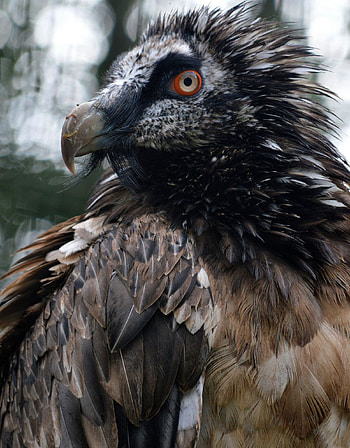Bearded Vulture, OC reaper, Bird, Pin HD phone wallpaper