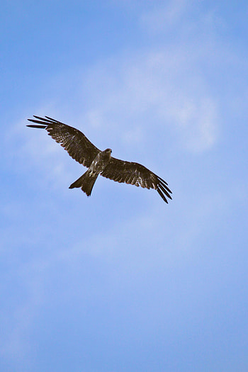 Animals, Bird, Flight, Wings, Hawk HD phone wallpaper