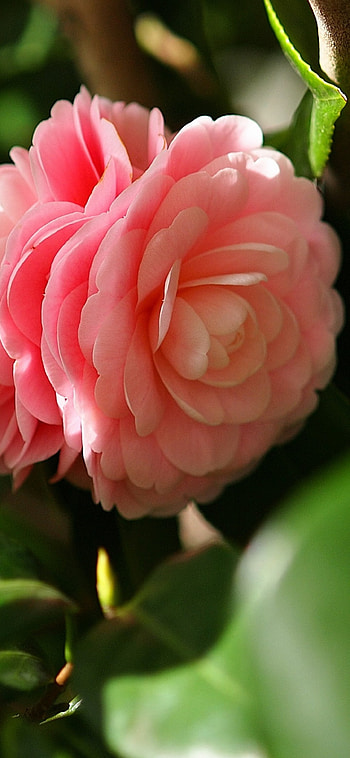 Camellia pink flowers, Petals HD phone wallpaper
