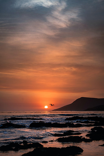 Nature, Birds, Sunset, Sea, Rocks, Horizon HD phone wallpaper