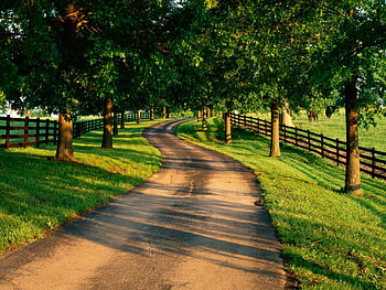 Country Lane, Green, Country, Trees, Fence, Lane HD wallpaper