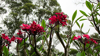 Red flowers, beautiful, flowers, Red, tree HD wallpaper
