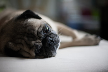 Animals, Lies, Dog, Muzzle, Pug HD wallpaper