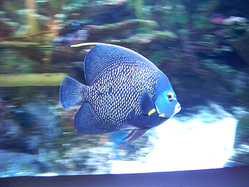 Blue Fish, blue, fish, water, aquarium HD wallpaper